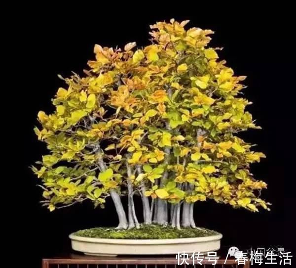 丛林式|山野丛林怎么样才能变成精致的盆景？9个步骤告诉你！