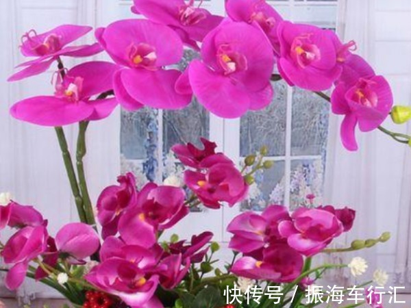 中国人讲究喜,4种“招财”花富贵喜庆,寓意牛年好运财源滚滚来