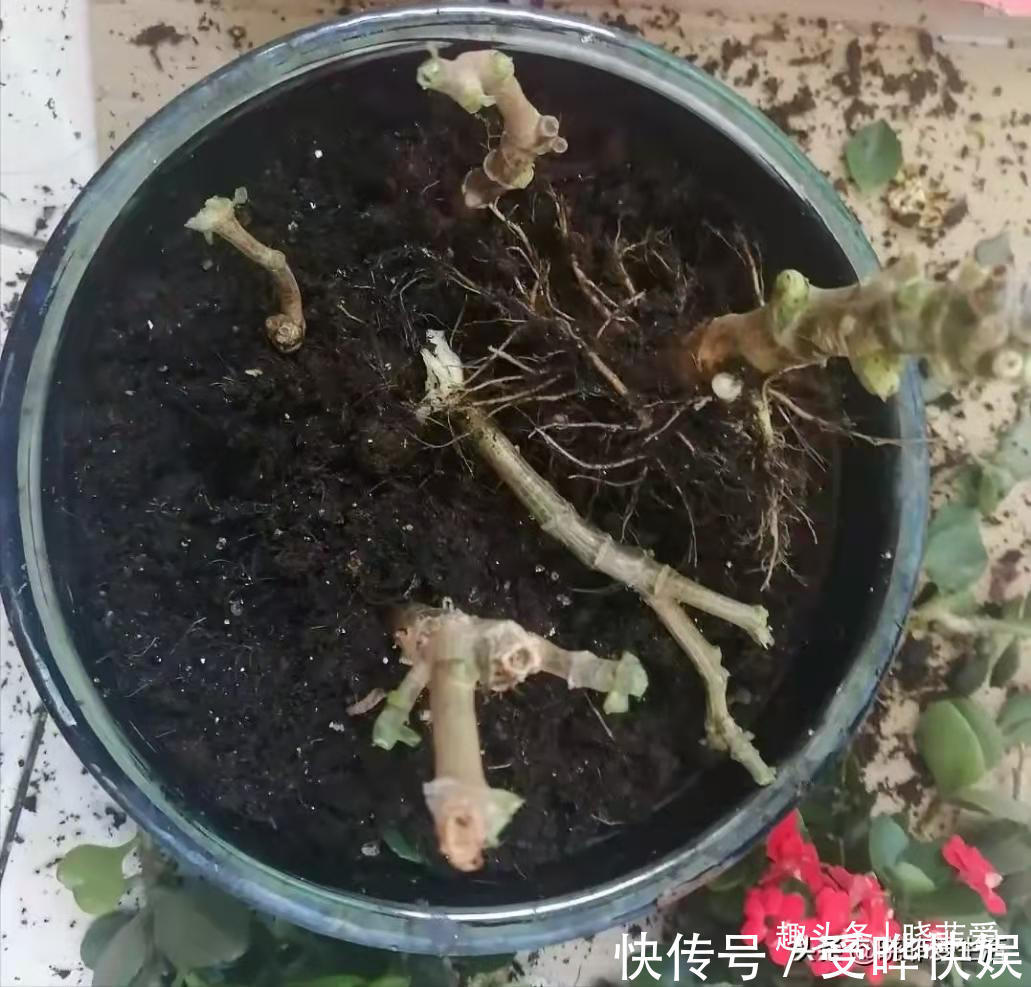 新根|4种“吉利花”,被水浇死了不要扔,简单处理又能长满盆