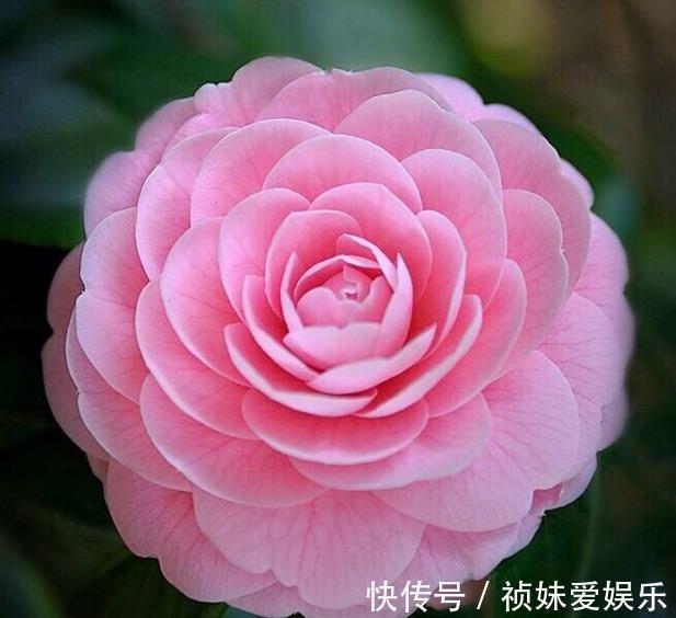 花友|茶花怎样养才能一年比一年开花多正确疏蕾和追肥必不可少