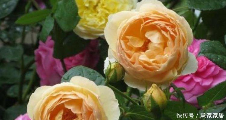 家里就养4种花,开花量很大,放在阳台,让人移不开眼