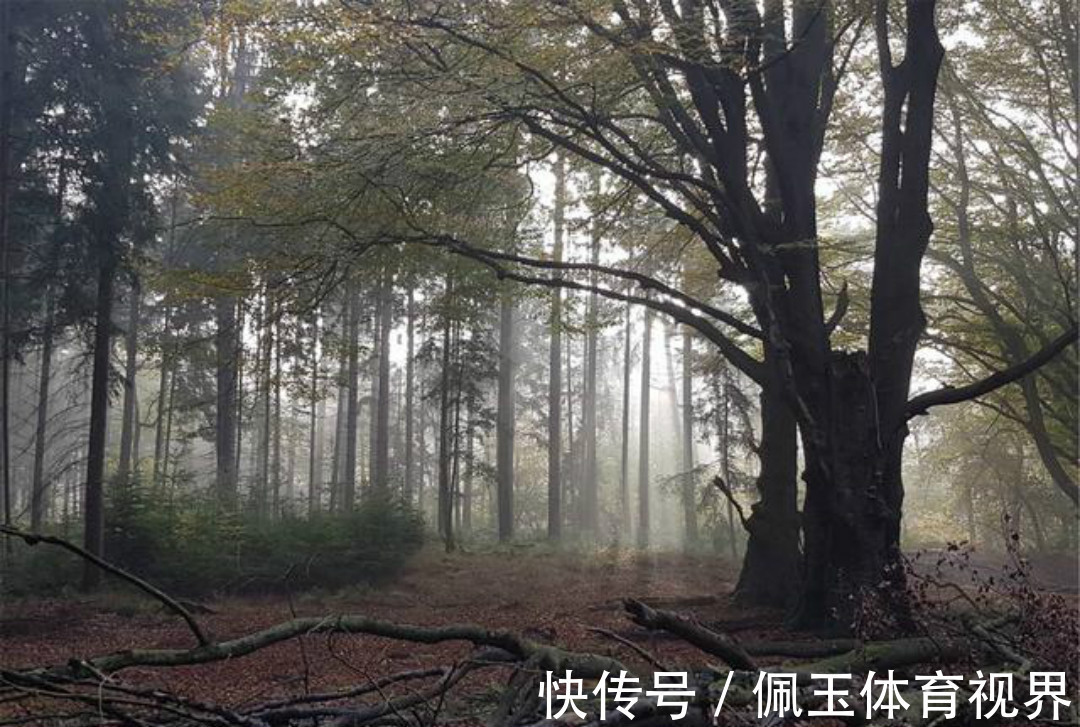 秋夜独坐@王维晚年写下的这首禅诗,通篇意境高远,同时每一句都有大智慧!