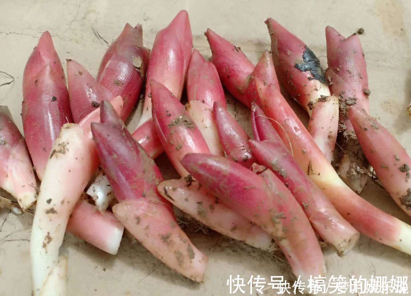 阳荷|年轻人无人吃,农民当成猪青料,国外稀少当成宝,其实价值很高