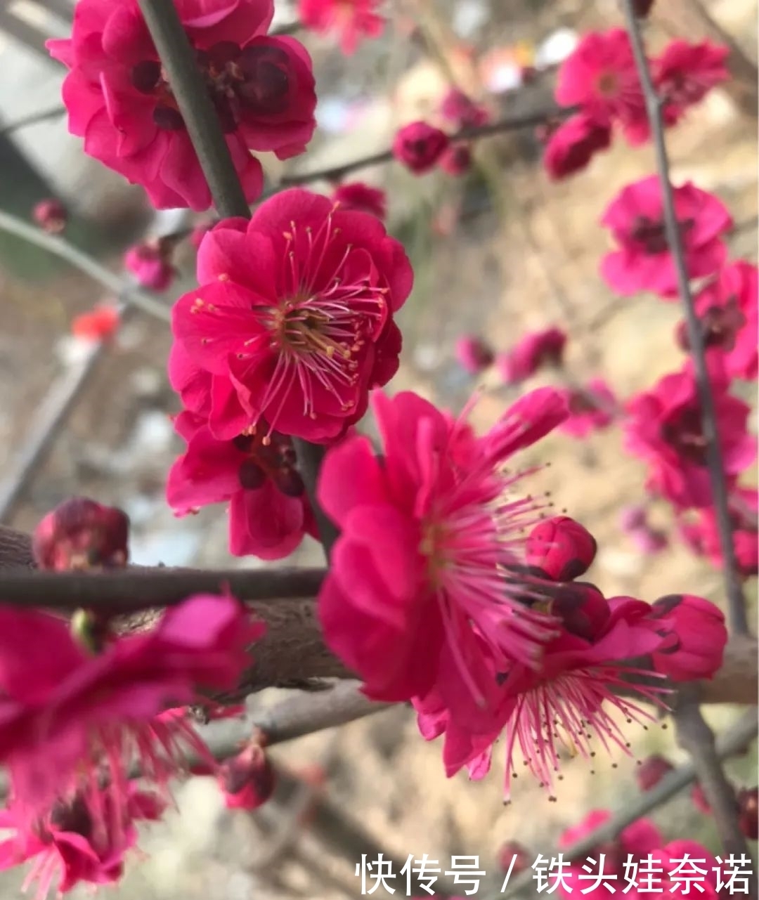 2021养盆镇宅花,当做守护神,好运进来,霉运离开!