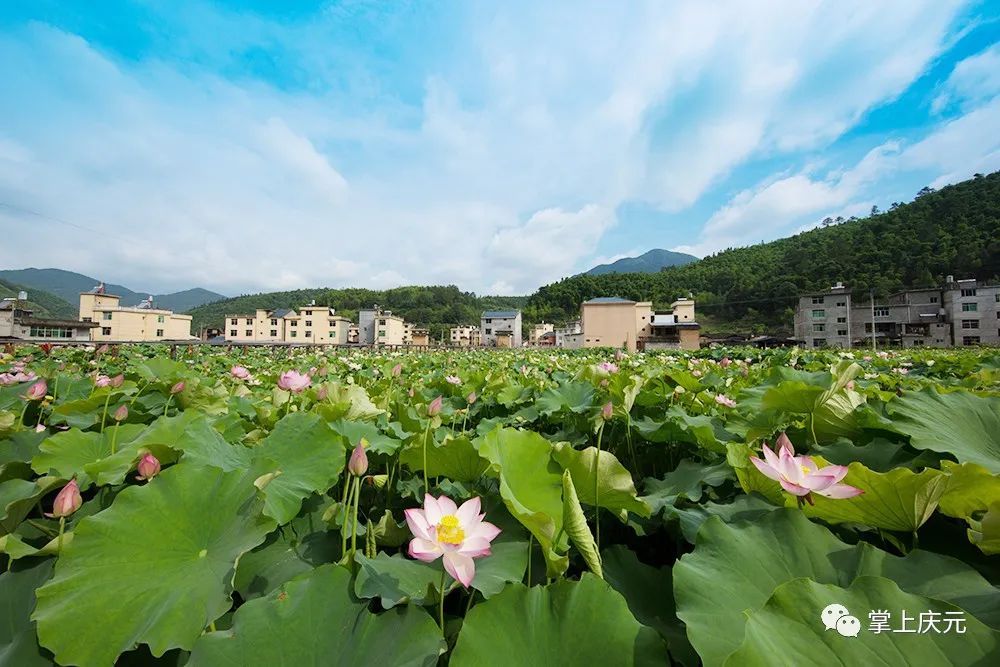 荷塘“悦”色美了乡村富了乡亲|逐梦小康·看安隆 | 乡亲