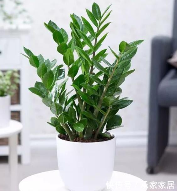 绿植|4种霸气侧漏的“丑绿植”，四季油绿寓意好，是家庭盆栽佳品