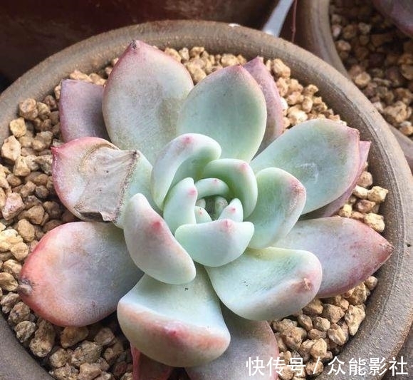 姬小光|经过夏天的酷晒,我家的多肉变成了这样