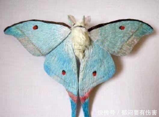 有钱|3只蝴蝶，哪只有毒？测你哪个年龄段最有钱？