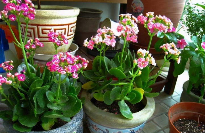 橙皮养花不能直接用,制成水肥使,1月1次,植物有精神