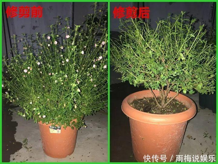 木槿|急性子养的6种花,长的快、爆花多,1盆能开大半年!