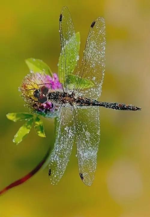 诸葛亮|诸葛亮的《诫子书》真正的本意是什么?