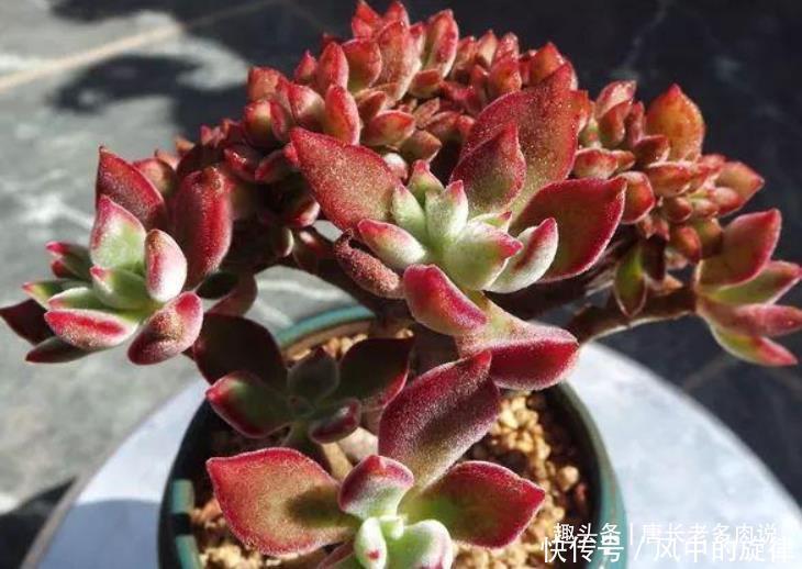 多肉锦晃星可以淋雨吗当然可以,不过有两种情况建议最好别淋雨