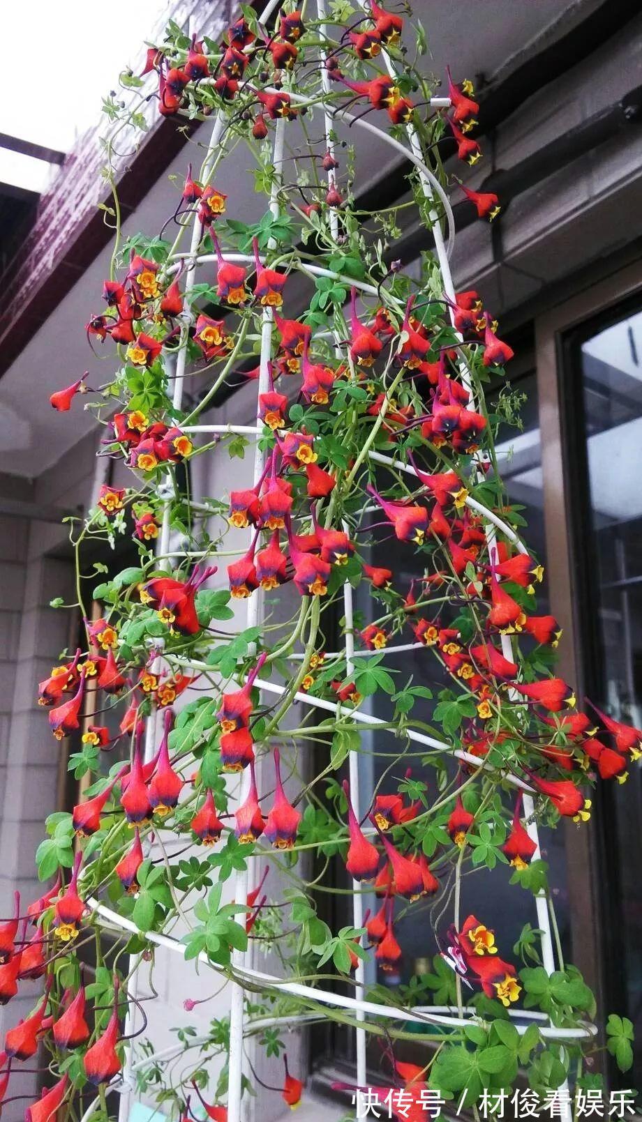 姜荷花|大爷养的“荷花”,窜的房顶高,垂下来变成花瀑布!