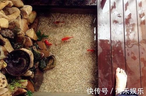 在阳台上砌个鱼池,成本只花200元,亲戚朋友们都眼红了