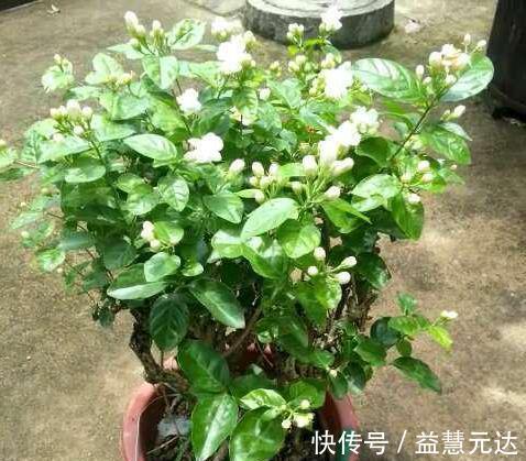 茉莉这样养,一年开5次,花苞多的压弯腰