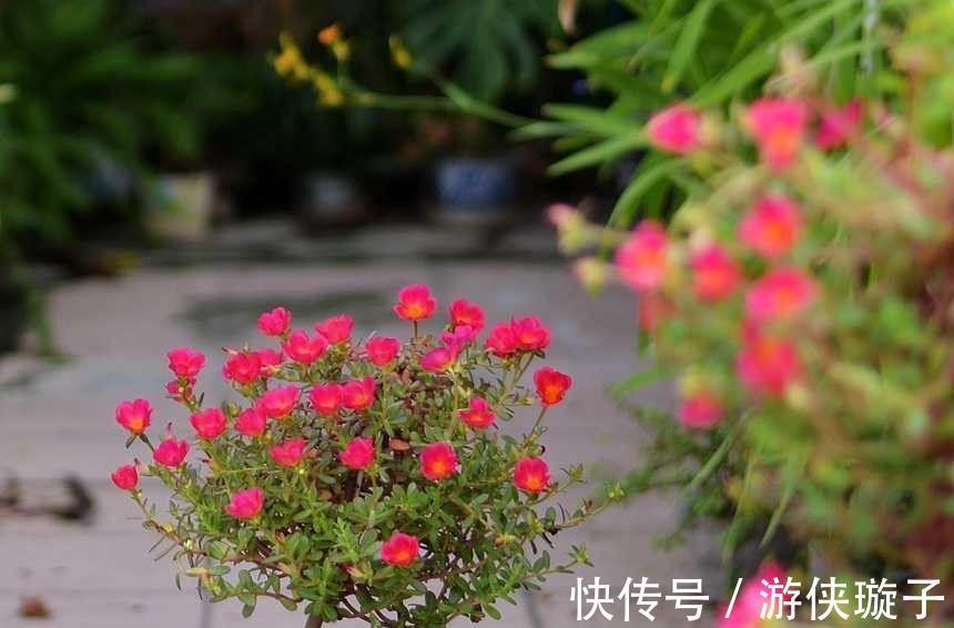 宿根|太阳花过冬,有一个技巧,顺利越冬、来年长成小树开爆花很漂亮