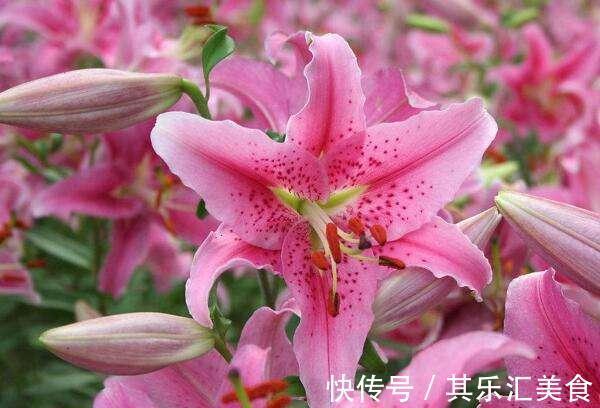 新手如何网购花卉