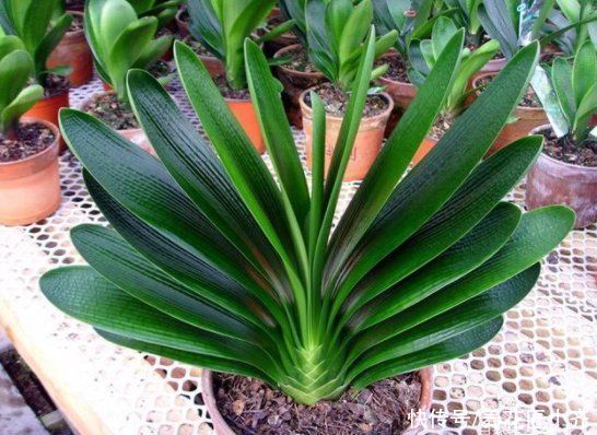 水分|君子兰浇水分“两季”，浇水方法各不相同，掌握技巧就能不烂根