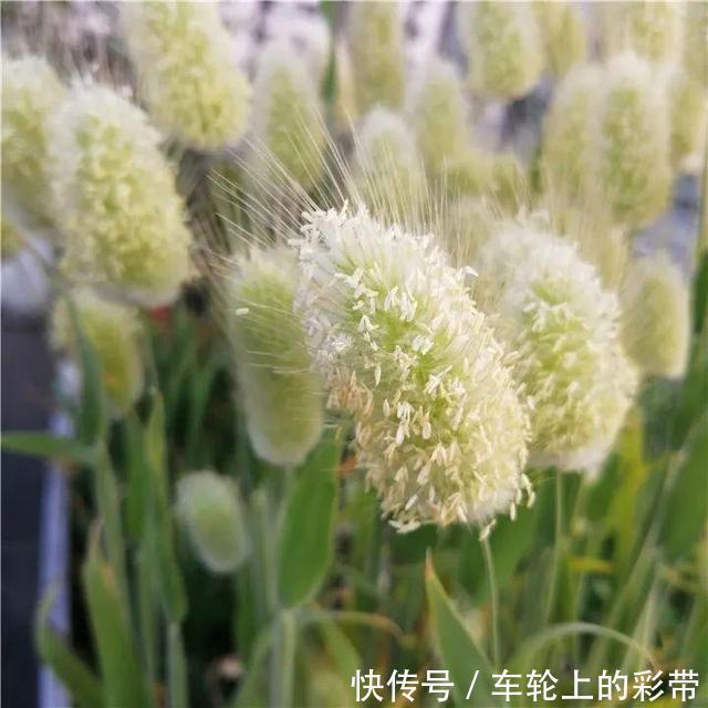 吊兰长满小金鱼,养上5年,越养越上瘾!