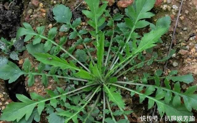 农村这些野菜，你吃的对么