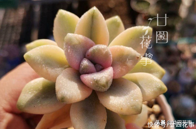 多肉植物|多肉度夏难,常见8种“死法”,积极预防管住手,别在夏天收空盆