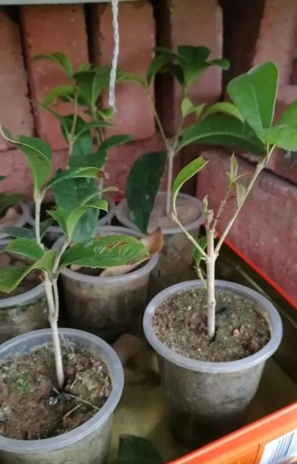 生根|天热了就插4种花,生根快长势好,一插一大盆