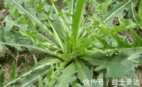 人体免疫力|农村一种野菜,常吃可防备肿瘤、加强人体免疫力,很珍贵