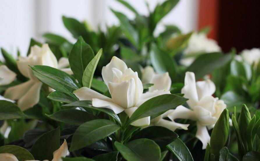 新手花友11月逛花市,6种花再喜欢也别买,带回家养不好浪费钱