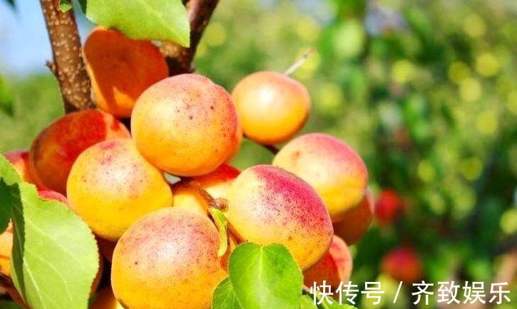 美容养颜|中年人要多吃3种食物,美容养颜、滋润肌肤,好处多多!