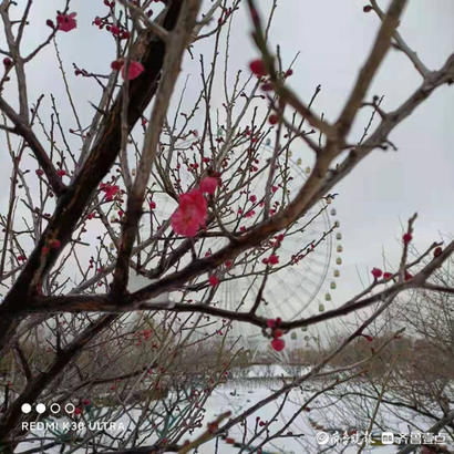 中年|泰山花海变雪中游乐园，踏雪寻梅正合时宜