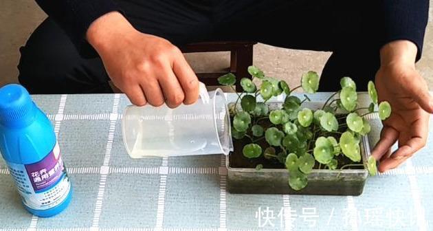 铜钱草又黄又瘦小掌握3个技巧，叶子肥绿，满盆大铜钱