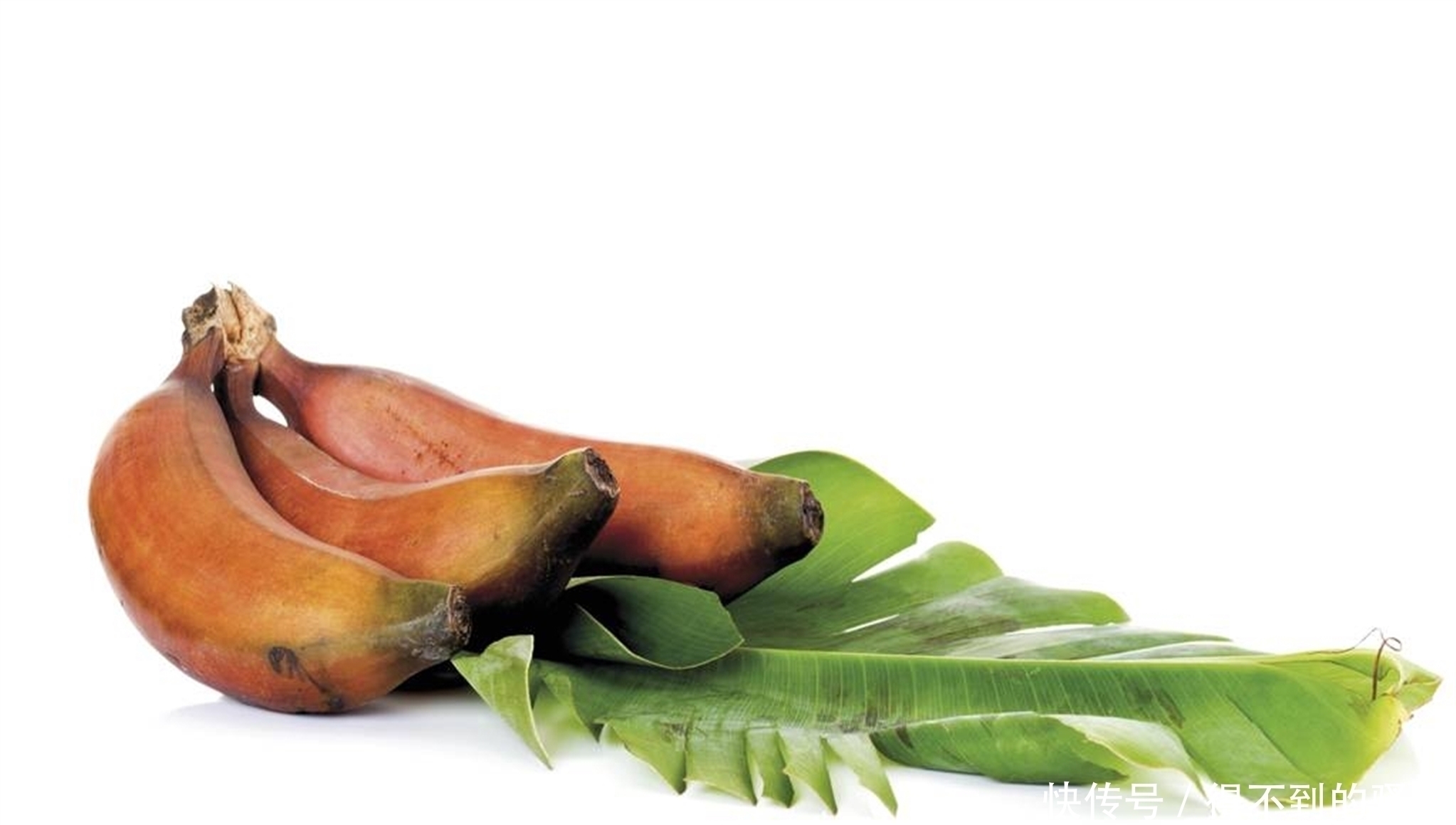 高手|别一提补脑就是吃核桃，这5种食物“脑黄金”，也是补脑高手！