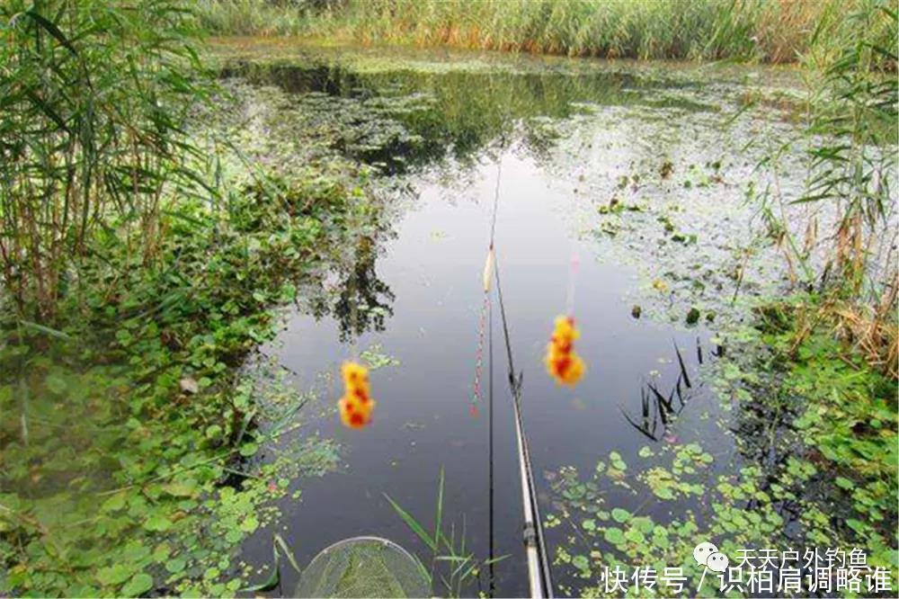 谷雨一到,用饵做到这三点,能钓大鱼,小鱼还不闹窝