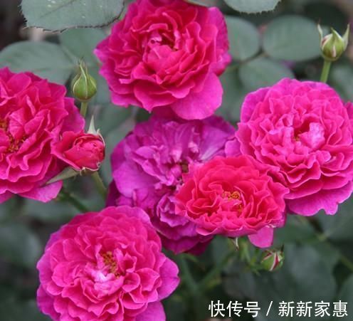 花型|比牡丹还漂亮的月季,花色高贵又不失浪漫,香味浓郁,能四季开花