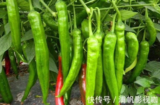 大棚|青椒净化血液、提高免疫力,农民掌握种植要点,收获高产的青椒