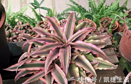 天凉了,室内养上几种花,耐阴又好养,随便养养越长越美!