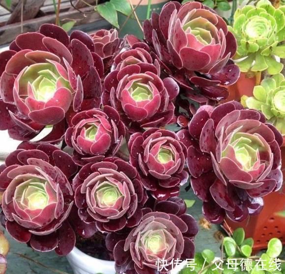 秋冬养多肉法师，教你2个小技巧，猛长新芽，养成漂亮手捧花