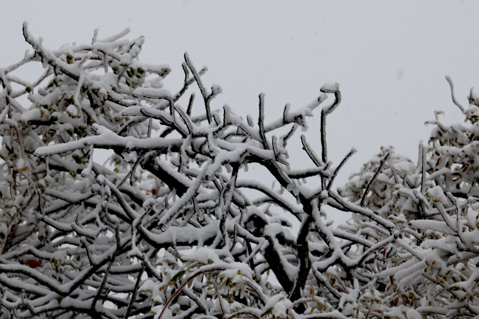 百花山|雪景与云海“同框”！今天的百花山美如仙境