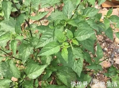 性喜向阳|农村路边的这野菜，一般采摘嫩茎叶食用，味道清香鲜美，你吃过吗？
