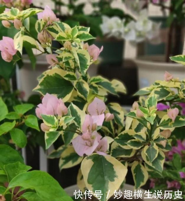 45种三角梅品种，红、橙、黄、绿、白、紫，每一种都很好看！