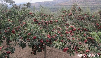 生活小妙招!喝酒不能吃6种水果,否则会中毒,记清楚了!