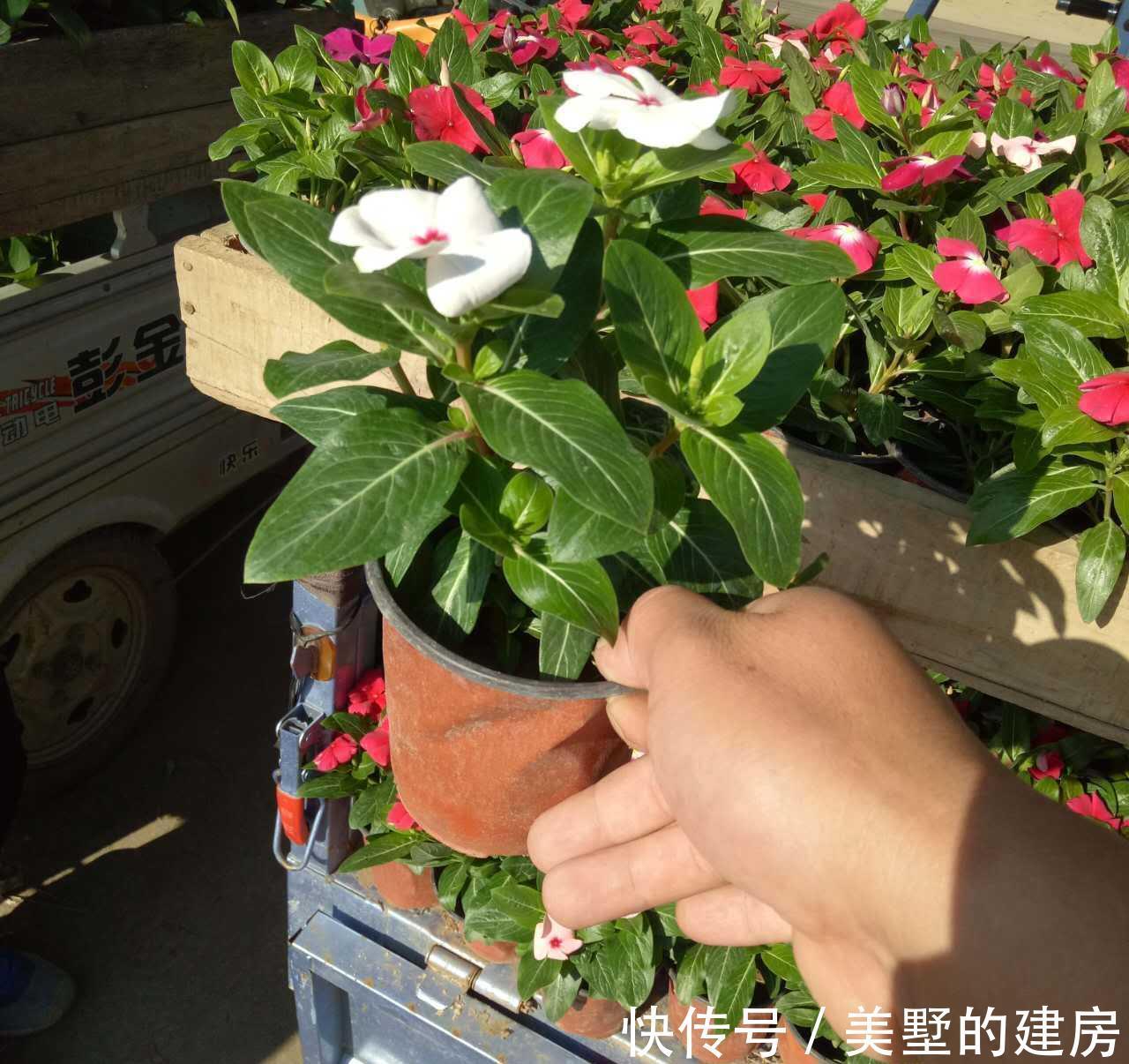 修剪|6种“漂亮花”，开完花别修剪，长满黑种子，第二年有惊喜