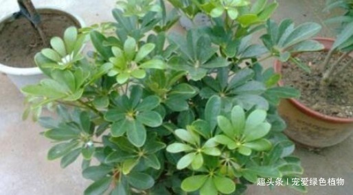 空气|“2种盆栽树”,家里养1盆,辟邪又趋凶,能减少“病菌”促睡眠