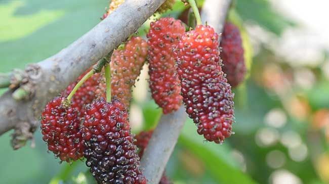 成熟|农村才有的奇特美味野果,吃过十种以上算你牛,城里人见得少