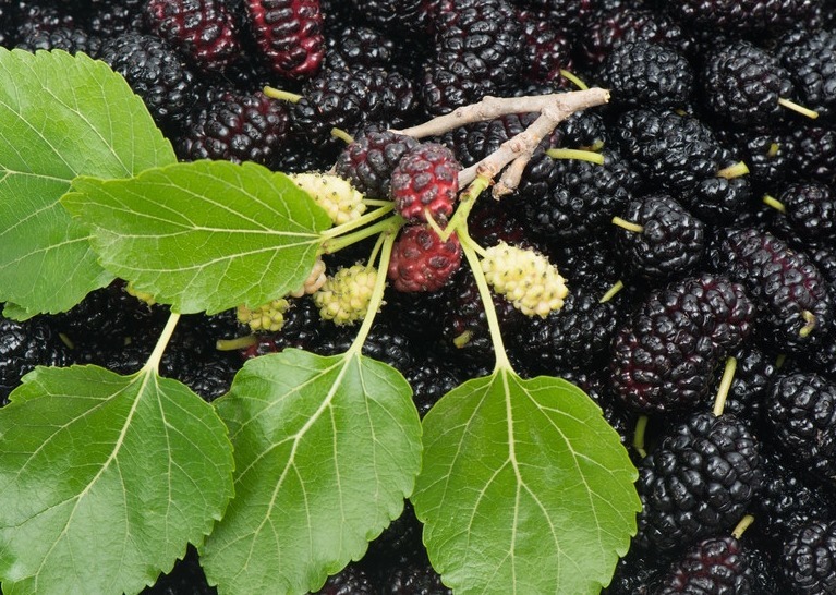 桑葚|往开水里泡几粒，让你恢复肾动力，养出强壮有力的肾