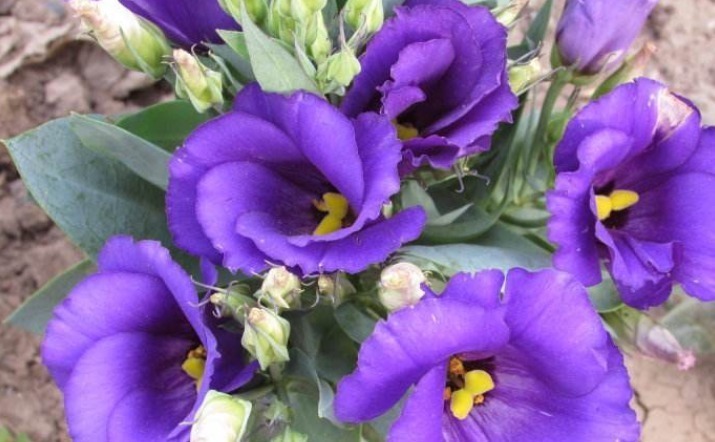 四大切花|被称为“无刺玫瑰”,花期长,好养活,是盆栽中的极品