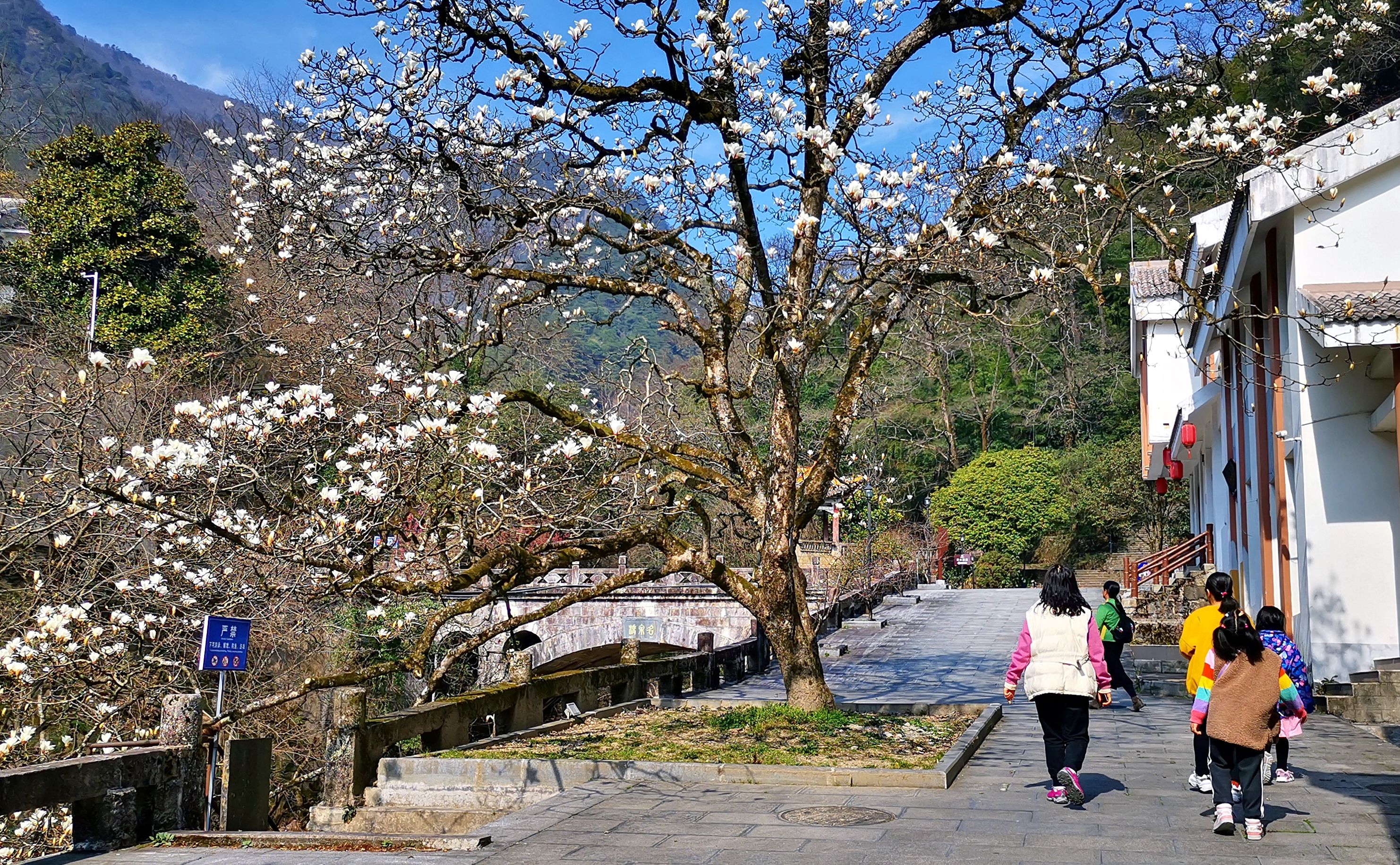 春意|黄山风景区:望春花开枝头,春意满山满谷