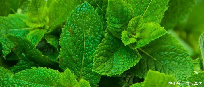 “四味”是肝臟的金子無形之中就把肝臟養(yǎng)好了醫(yī)生也沒想到