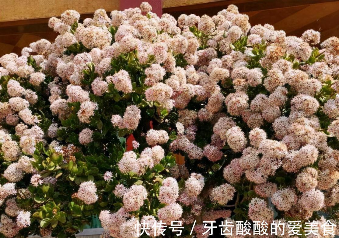 五种“大老桩”却要小盆养,用对盆,少管多晒更利于生长