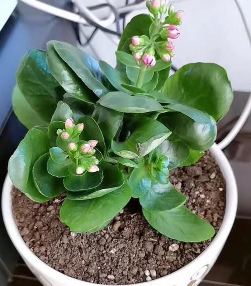 长寿花什么时候打顶好？需要注意什么？